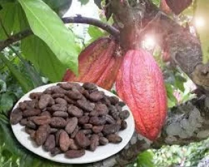 Dried Organic Cocoa Bean