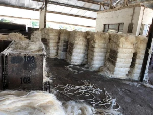 Natural Raw Sisal Fiber/Sisal Hemp Available