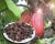 Import Dried Organic Cocoa Bean from Cameroon
