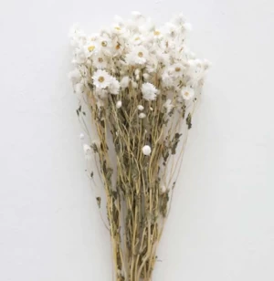 2022 New Popular dried flower dried Rodanth for Valentine Wedding Day