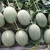 Import M1125 Cyan Crispy Hybrid Hami Melon Variety from China