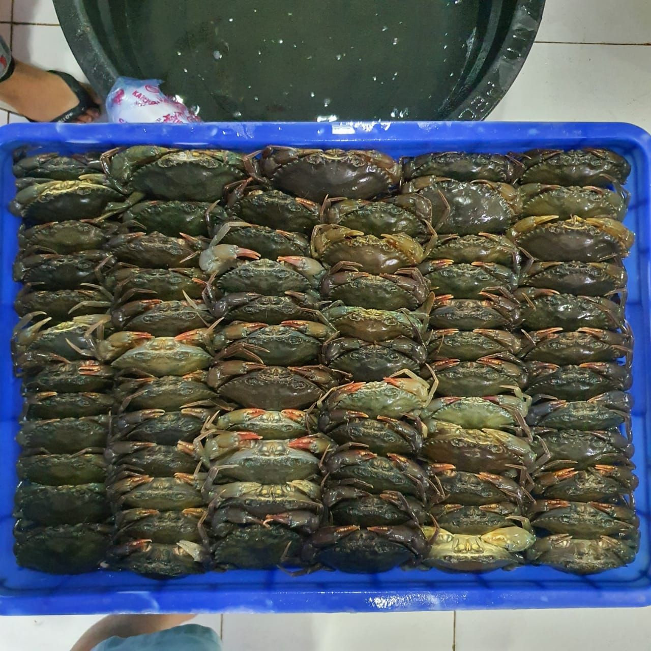 Buy Soft Shell Crab from PT. Langkat Laut Timur, Indonesia | Tradewheel.com