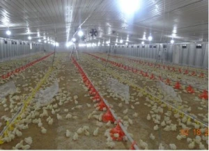HIGH QUALITY BROILER FEED SYSTEM
