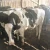 Import HOLSTEIN COWS AND BOER GOATS from South Africa