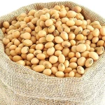 High Protein Quality Soybean seed in Bulk For Best Price For Export