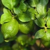 Lemons available in best prices