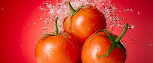 100% Fresh vegetable bulk fresh large tomatoes