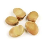 100% Top Quality Lima Beans