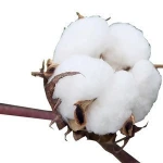 2020 100% Organic Raw Cotton 100 Cotton Yarn