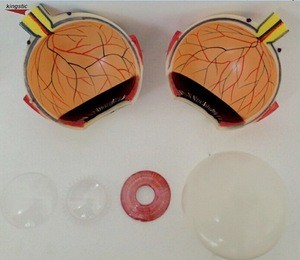 Anatomic Model of Human Eye