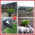 Import Animal feed wheat grass fodder sprouter/ pasture forage sprout making machine with vegetable seed growing tray from China