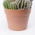 Import Artificial Cactus Natural Looking Fake Plastic Plant Bonsai 21*20.5*34cm Faux Cactus in pp pot from China