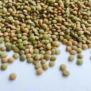 Best Price Whole / Split Lentils ( Green & Red ) Available