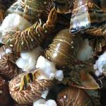 Best Whole Frozen Raw Lobster and Tails