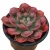 Import Best wholesale selling Succulent plant Echeveria Rain Drops indoor live plants for home decor from China
