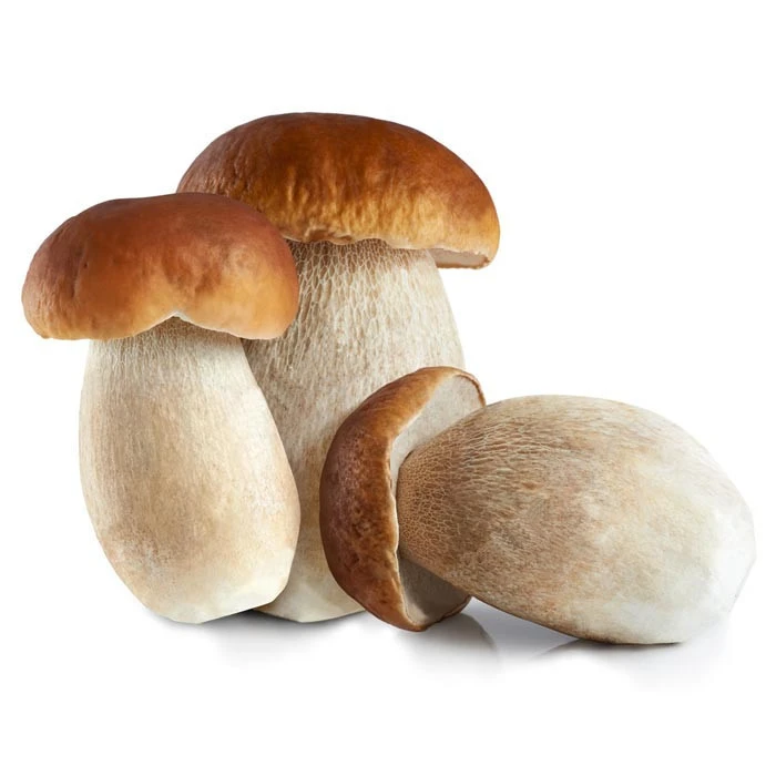 Boletus edulis whole / organic Porcini mushroom