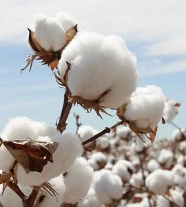 bulk raw cotton for sale