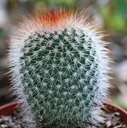 Cheap Mammillaria spinosissima, cactus ball Plant