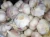 Import Chinese fresh garlic/new crop 2017/jinxiang garlic/10kg carton from China