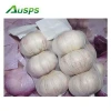 chinese fresh white garlic price