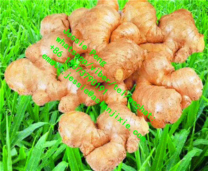 Buy Commercial Brush Model Vegetable Fruit Washing Machine / Ginger ...