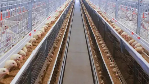 Pullet Rearing System Buy Complete Automatic Pullets Rearing Animal H-type Cages System ...