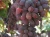 Import EGYPTIAN FRESH GRAPES ready to export for Malaysia Air ports from Egypt