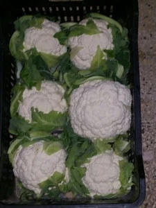 Egyption Fresh cauliflower / best price / grade one
