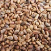 Export of high quality certified pine nuts in shell