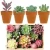 Import Factory directly  Factory directly 16 Pack Artificial Succulent Flocking Plants Unpotted Mini Lotus from China