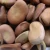 Import FAVA BEANS _ fava beans for sale / dry fava beans /Dried Broad Beans from USA