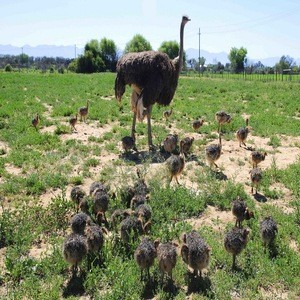Fertilized Eggs,Red and Black neck ostrich chicks