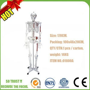 Flexible Colored Ligament and Muscles Anatomy Medical Teaching Skeleton Model