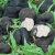 Import fresh black truffle mixed size from China