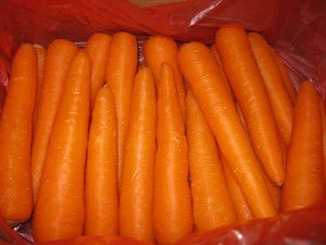 Fresh Carrot - High Quality and Best Price/ carrot price