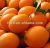 fresh citrus fruit/juicy navel orange