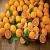 Import Fresh Citrus Fruits, Juicy Oranges from Germany