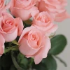 Fresh cut flower pink rose for wedding party beautiful rose flowers