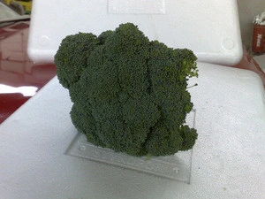 fresh egyptian broccoli high quality A