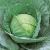 Import Fresh green cabbage from new crop for export standard from Germany