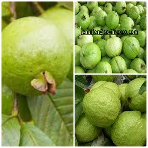 Fresh green Guava hot sales for sales