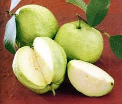 Fresh Guava Export Standard Price For Sale High Quality With Best Price For You