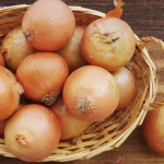 Fresh Onions Yellow  variety fresh vegetables