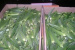 Fresh Organic Okra