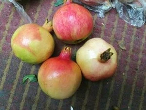 Fresh pomegranate for sales