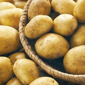 Fresh  Potato