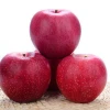 fresh quality qinguan apple for sale