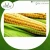 Import Fresh Quality Yellow Maize / Corn at Low Price from India