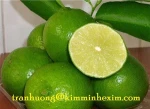 FRESH SEEDLESS LIME/GREEN LEMON