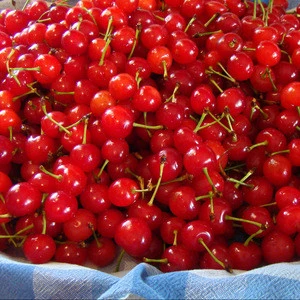 Fresh Sweet Cherries / Fresh Cherry Fruit /Red Cherry for Sale